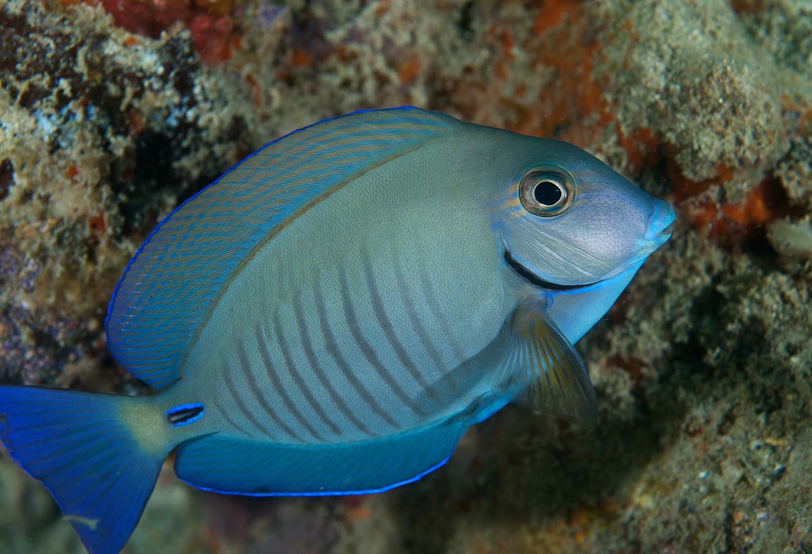 Doctorfish Tang