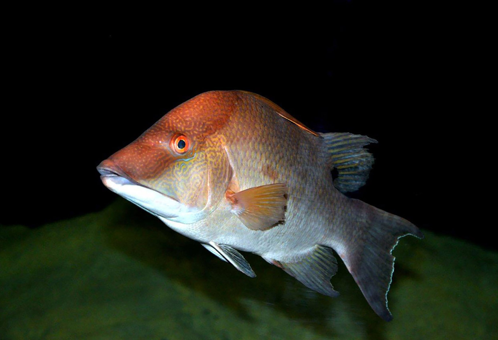 Hogfish » Fishes » Aquarium » Exhibitions » Oceanário de Lisboa