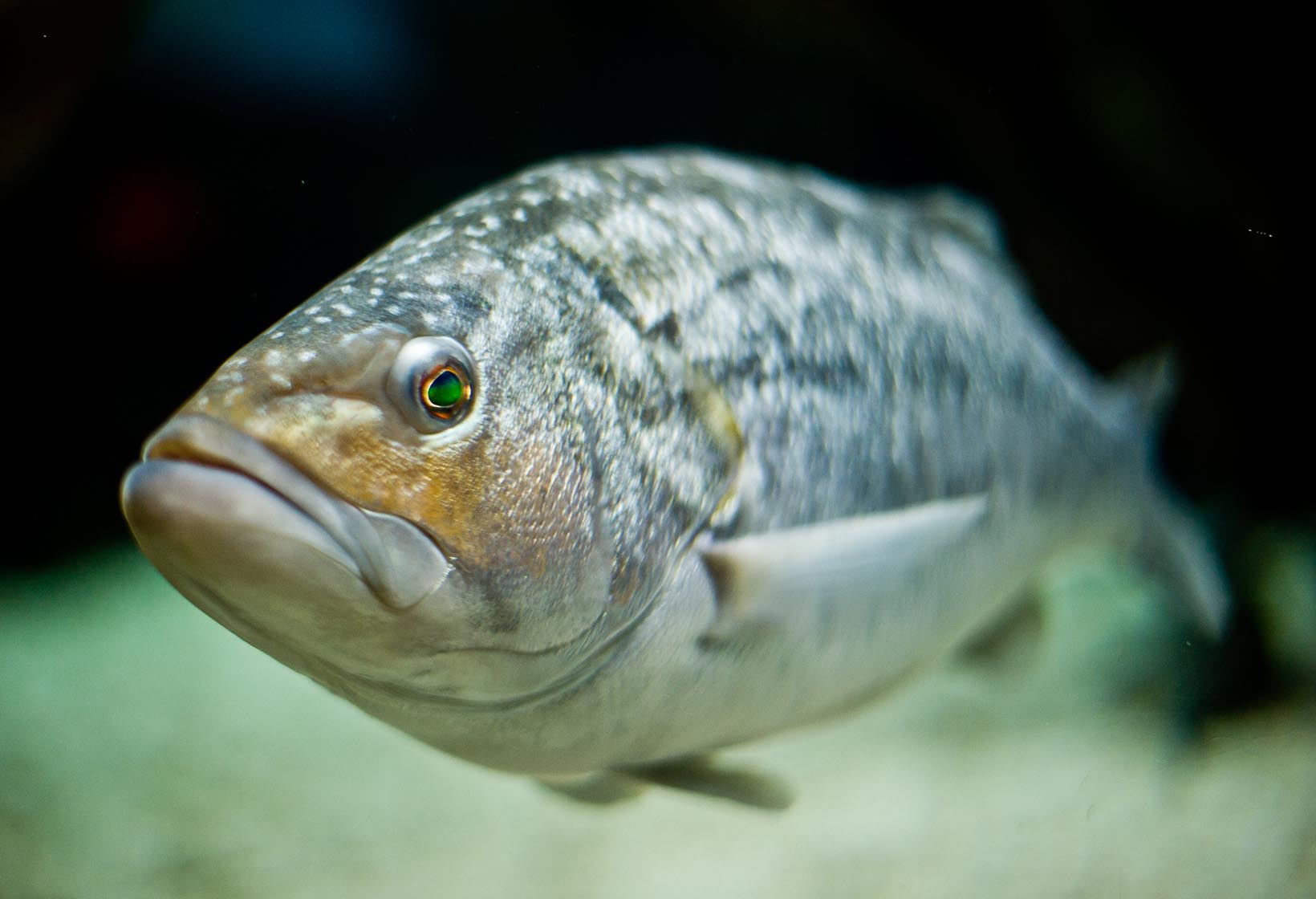 calico bass underwater