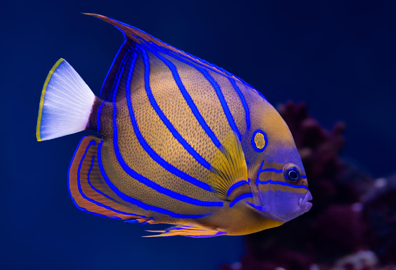 Bluering Angelfish tropical fish isolated on white background Stock Photo |  Adobe Stock