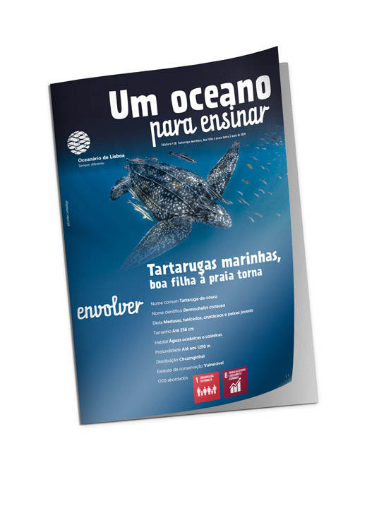 Existem tartarugas marinhas em Portugal? Revista para professores maio 2024